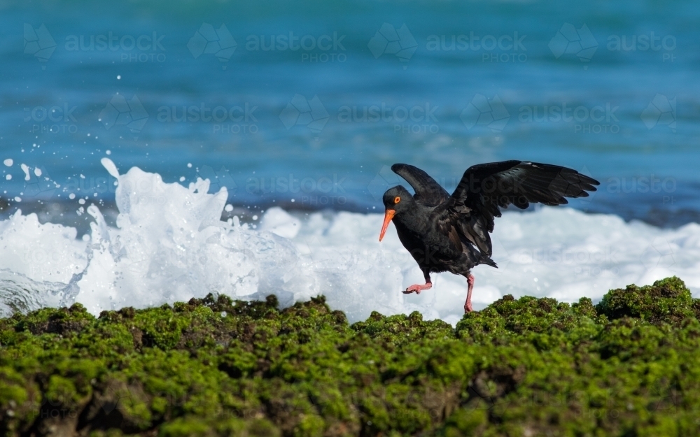 Sooty Oyster Catcher on the moss covered, rocky shoreline - Australian Stock Image