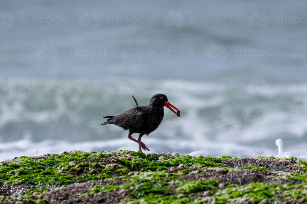 Sooty Oystercatcher, Haematopus fuliginosus, walking on headland rocks with food in beak. - Australian Stock Image