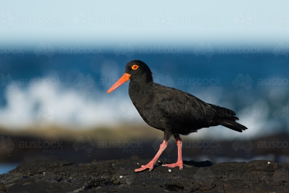Sooty Oystercatcher standing on a rock by the ocean - Australian Stock Image