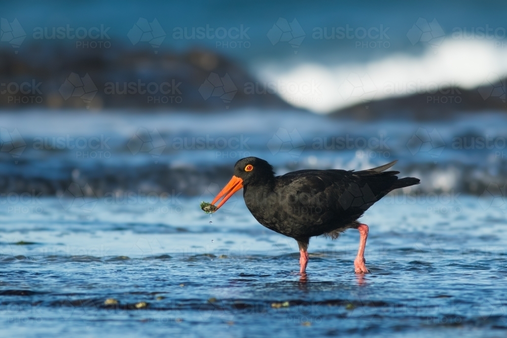 Sooty Oystercatcher with food in it's bill standing in the water - Australian Stock Image