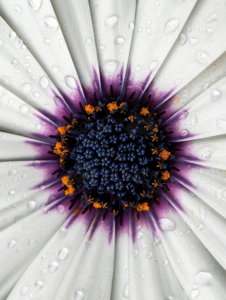 Soprano White Daisy Closeup with raindrops - Australian Stock Image