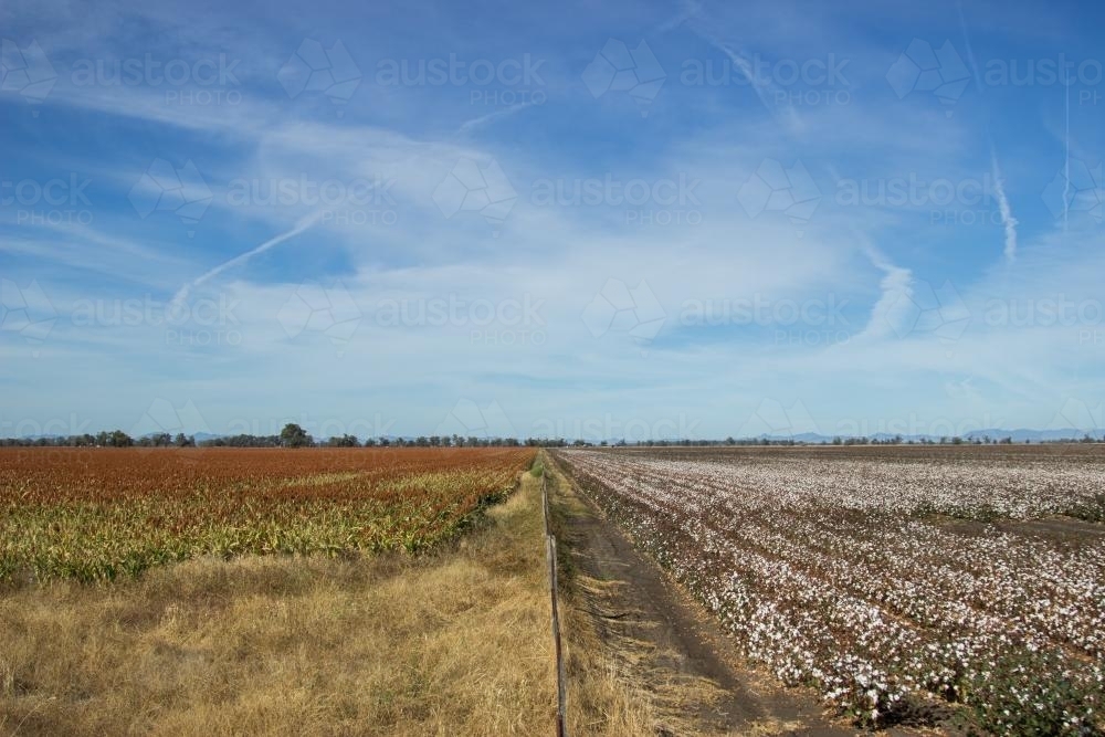 Sorghum and cotton paddocks with a fence between - Australian Stock Image