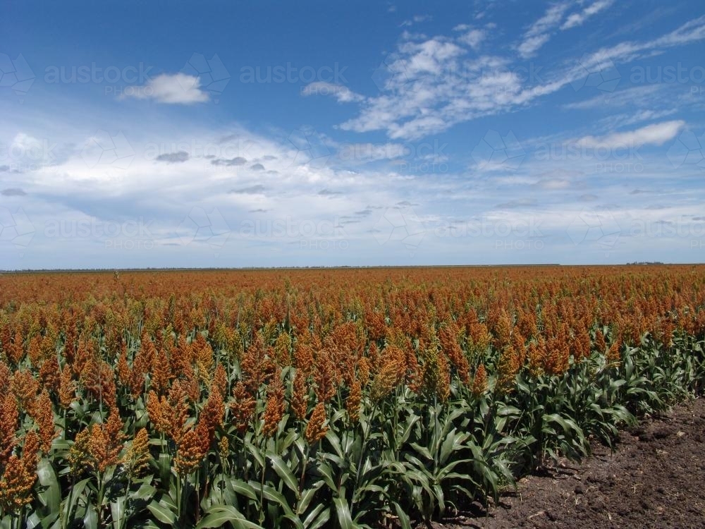 Sorghum crop in a paddock - Australian Stock Image