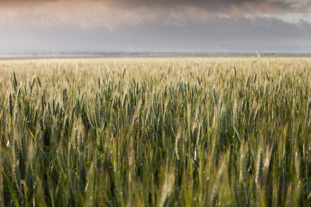 South Australian Rural Landscape - Australian Stock Image