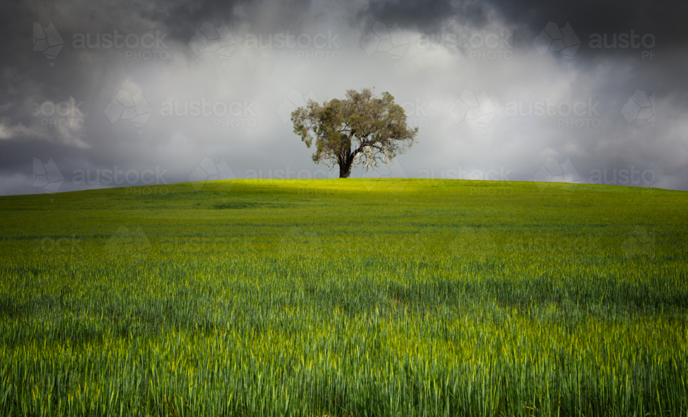 South Australian Rural Landscape green crop paddock - Australian Stock Image