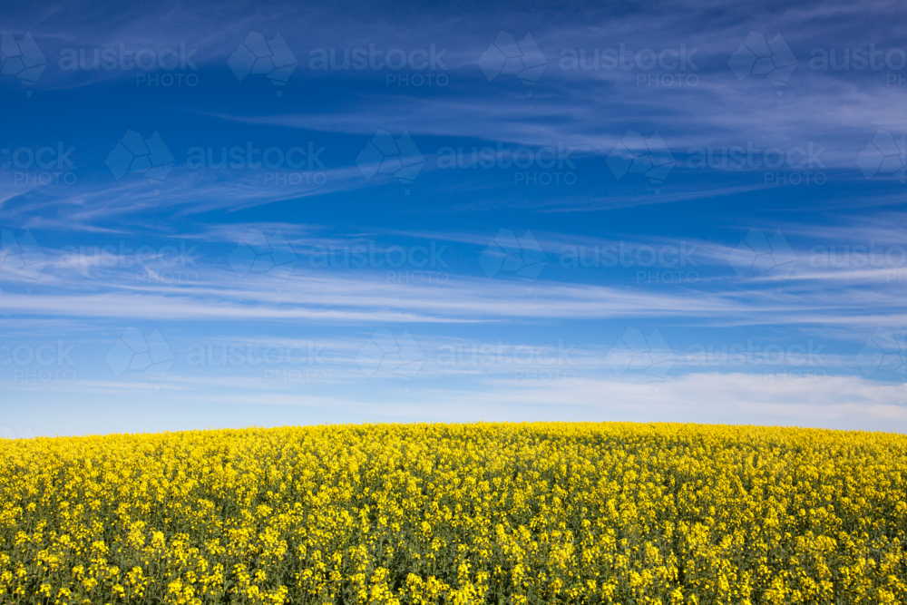 South Australian Rural Landscape of canola paddock - Australian Stock Image