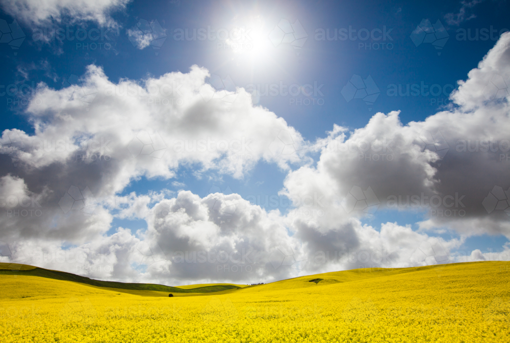 South Australian Rural Landscape of canola paddock - Australian Stock Image