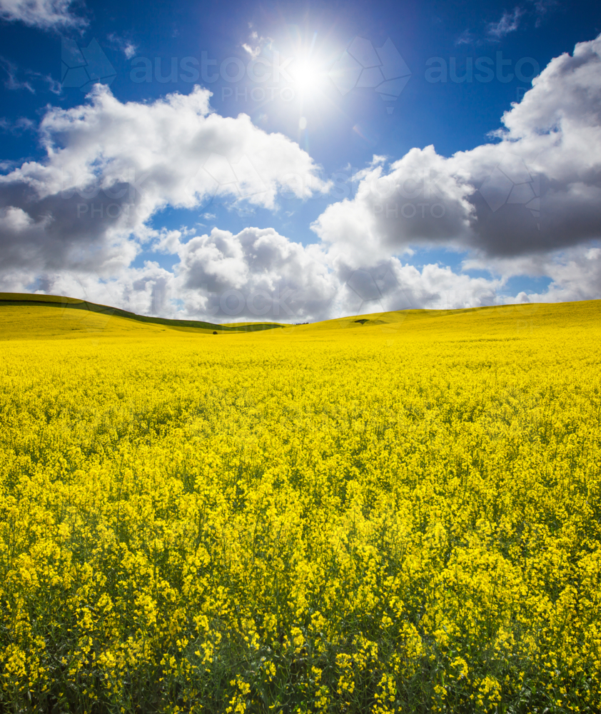 South Australian Rural Landscape of canola paddock - Australian Stock Image