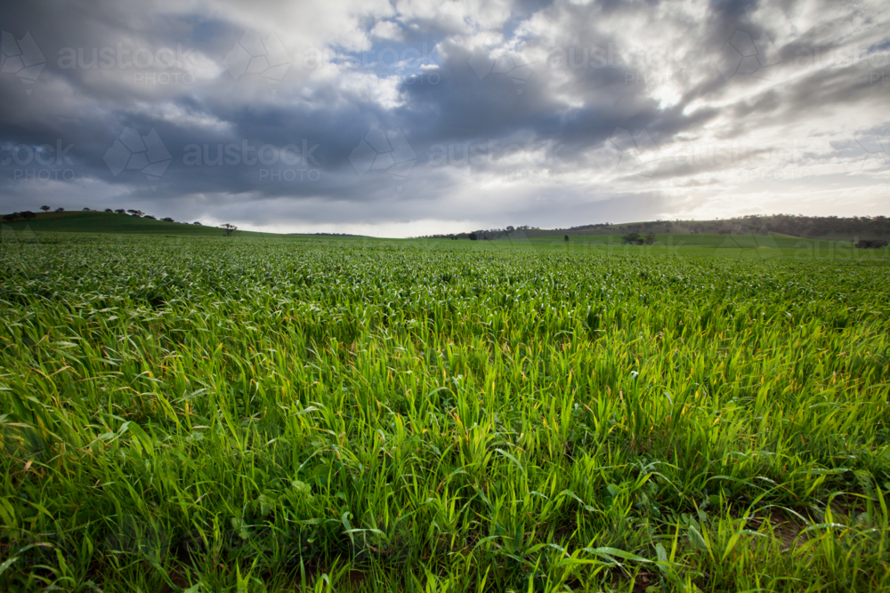 South Australian Rural Landscape of lush green paddock - Australian Stock Image