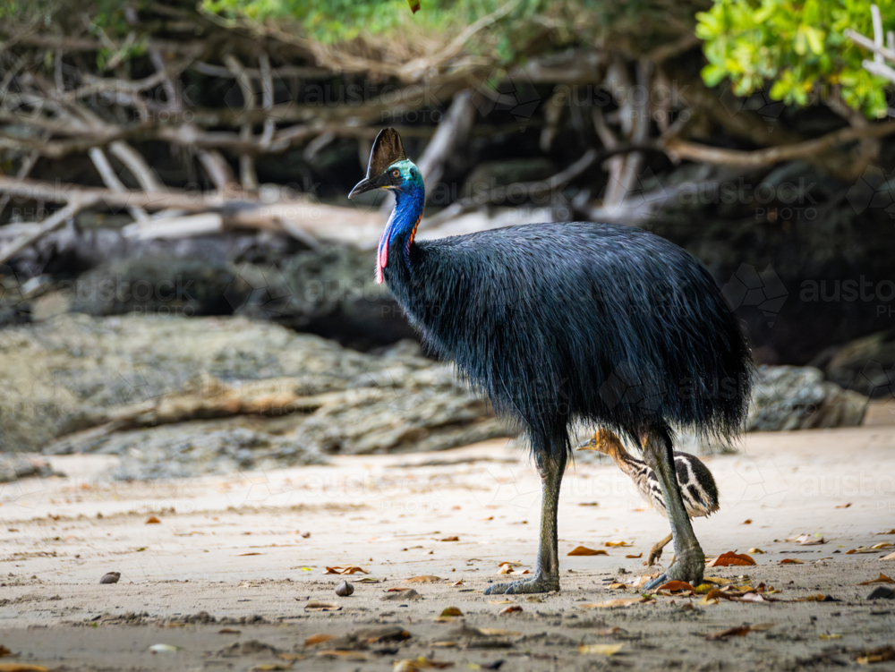 Southern Cassowary in the wild - Australian Stock Image