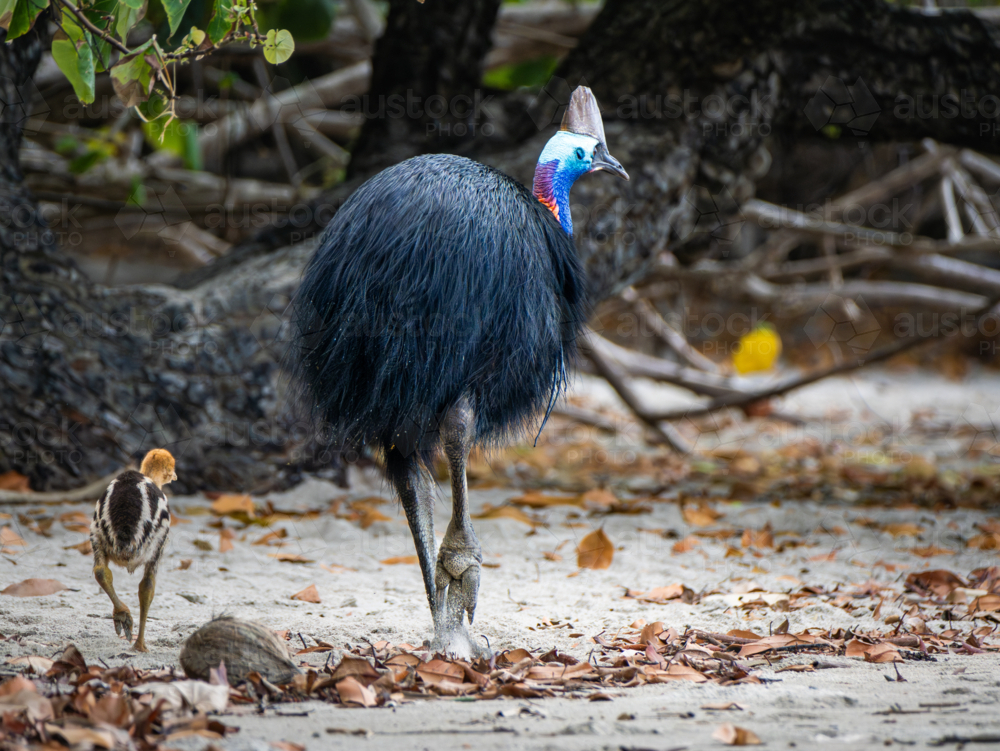 Southern Cassowary in the wild - Australian Stock Image