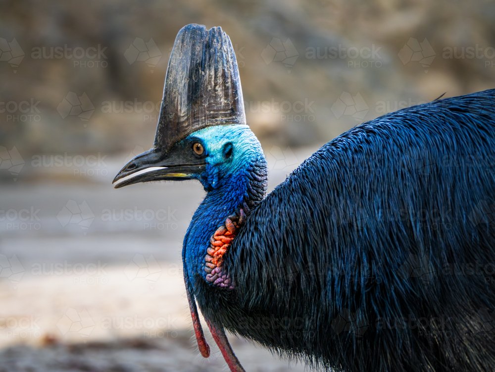 Southern Cassowary in the wild - Australian Stock Image
