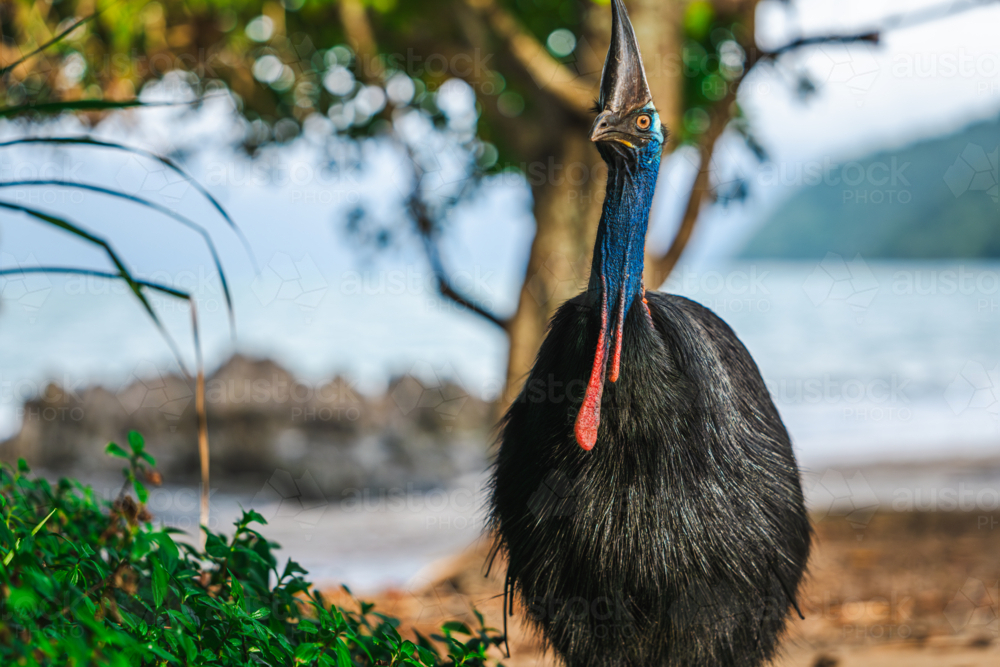 Southern Cassowary in the wild - Australian Stock Image