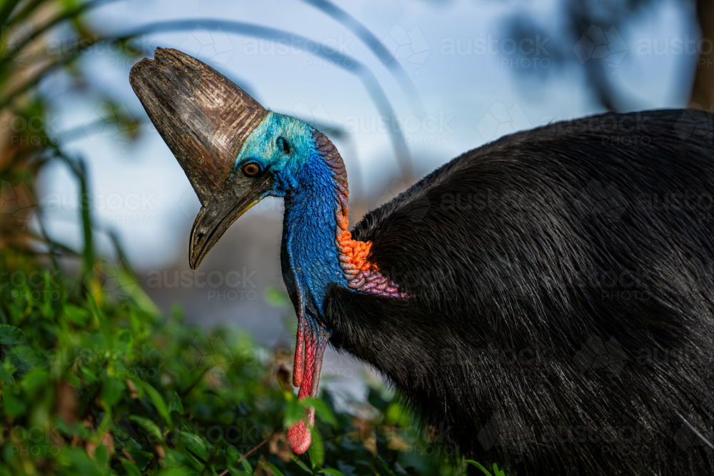 Southern Cassowary in the wild - Australian Stock Image