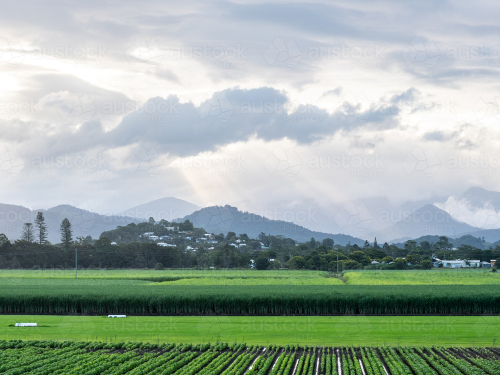 Soybean and Sugar Cane Farming with Wollumbin behind - Australian Stock Image