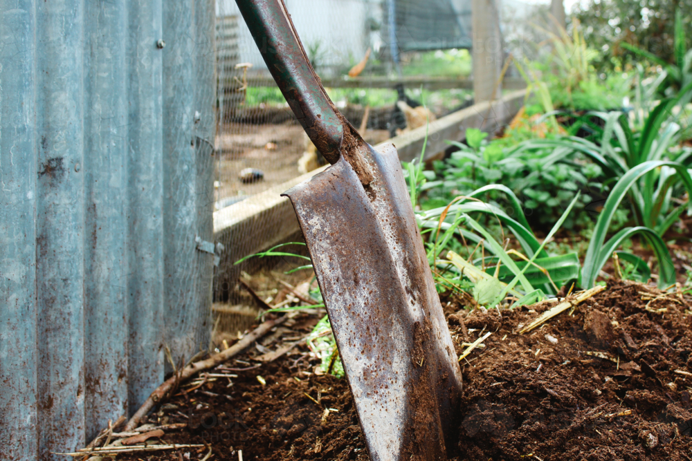 spade by chook run in garden - Australian Stock Image