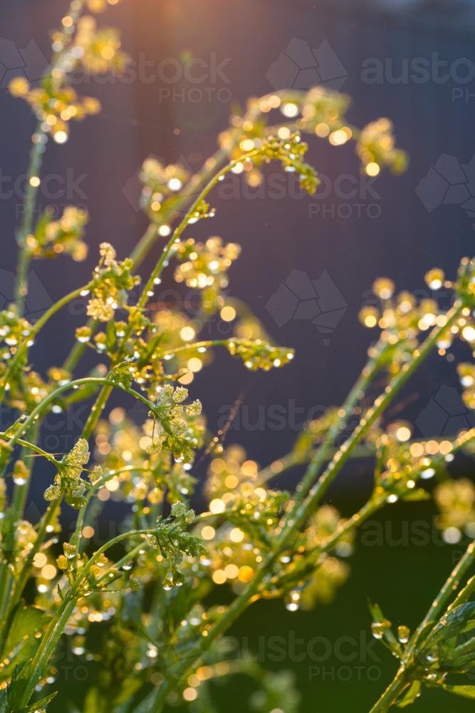 sparkling morning sunlight off flowers of celery plant in garden - Australian Stock Image