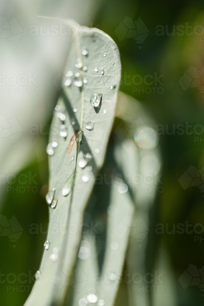 sparkling raindrops of water on fresh green hanging eucalyptus gum leaves - Australian Stock Image
