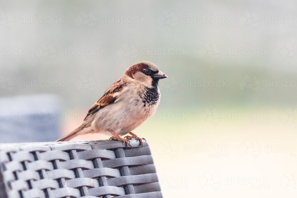 Sparrow sitting on outdoor furniture - Australian Stock Image