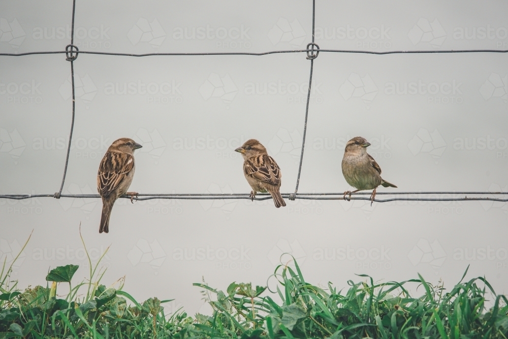 Sparrows on a wire fence - Australian Stock Image