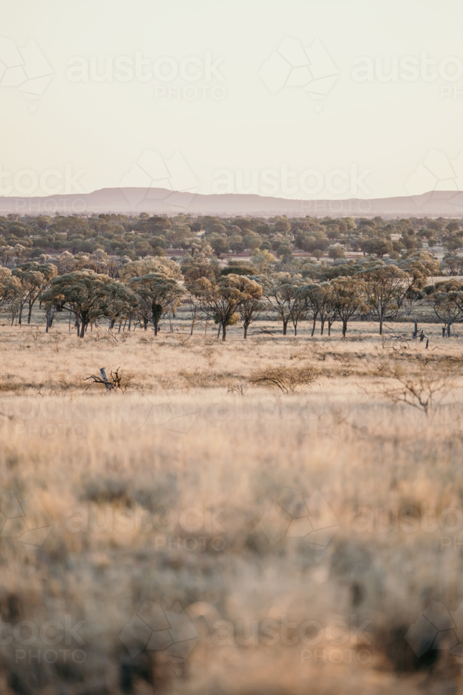 Sparse trees in outback with dry grassy field - Australian Stock Image