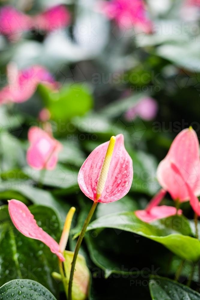 spathiphyllum or peace lily in pink - Australian Stock Image