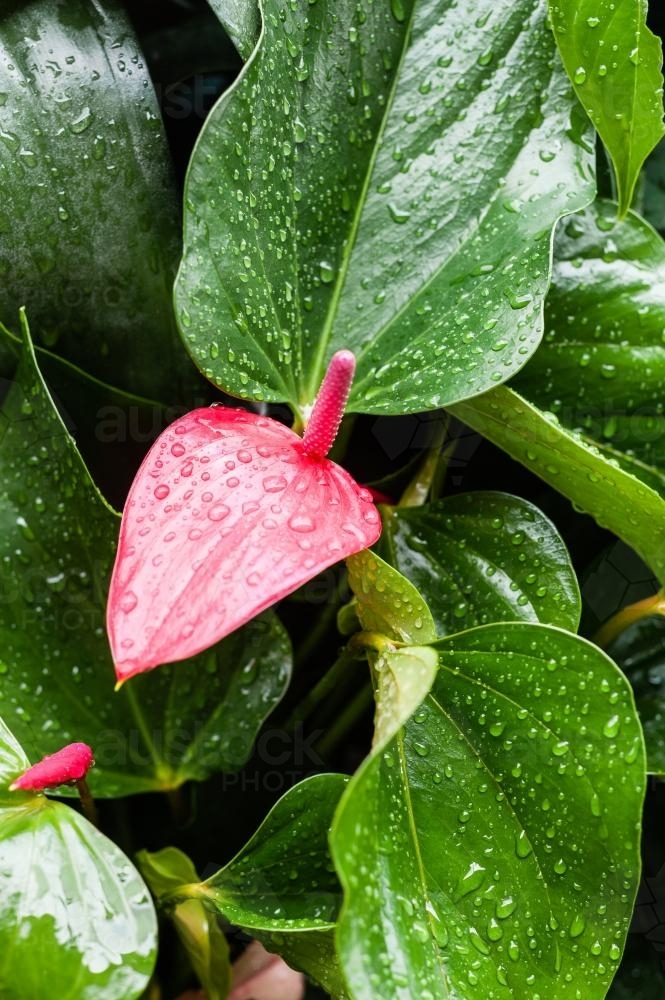 spathiphyllum or peace lily in pink - Australian Stock Image