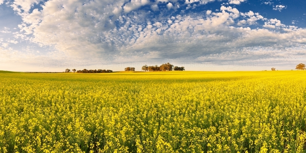 Speckled cloud and sunshine over a paddock of flowering canola - Australian Stock Image