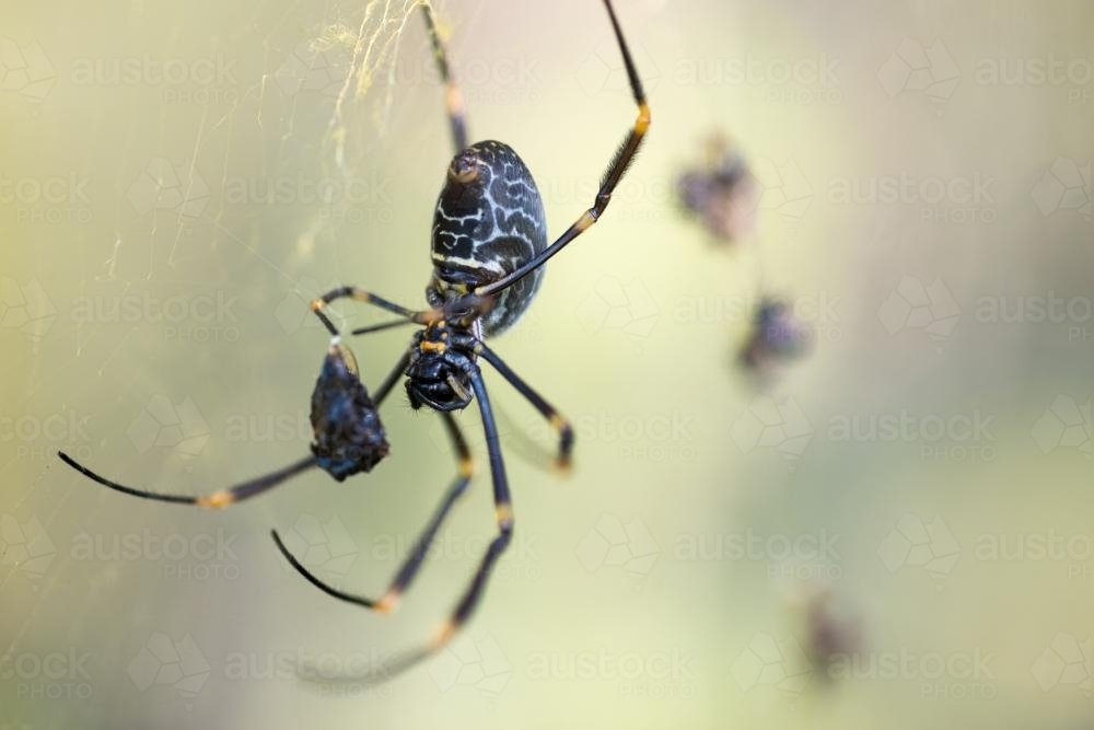 Image of Spider catching prey in web Austockphoto