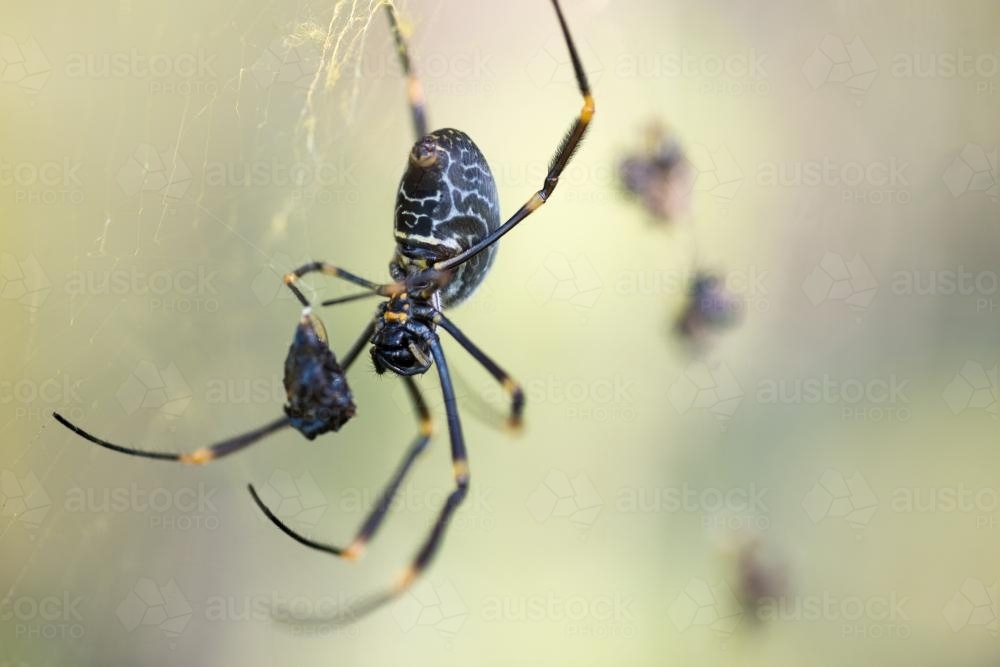 Spider catching prey in web - Australian Stock Image