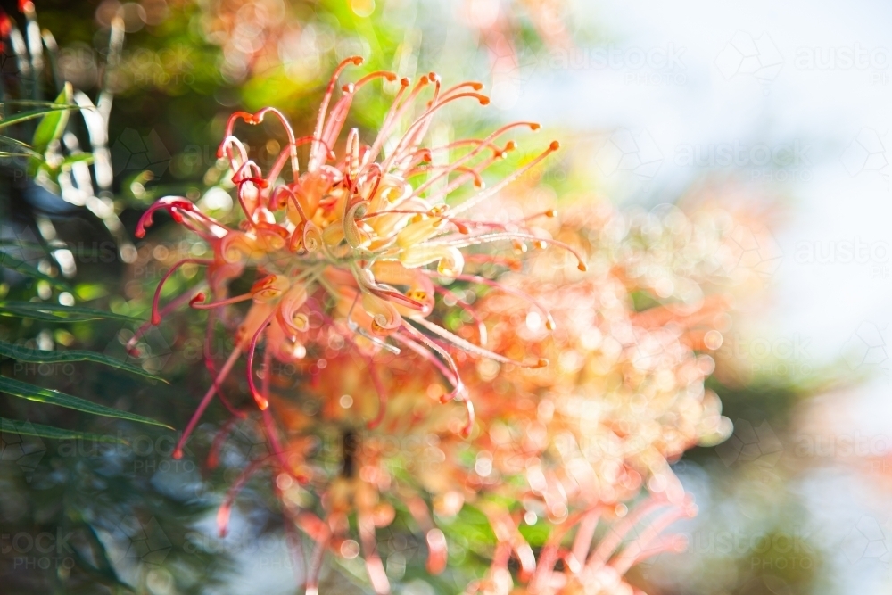 Spider flower grevillea growing on bush flowering in garden - Australian Stock Image