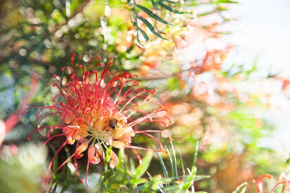 Spider flower grevillea growing on bush flowering in garden - Australian Stock Image