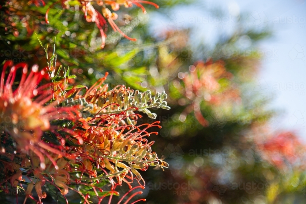 Spider flower grevillea growing on bush flowering in garden - Australian Stock Image