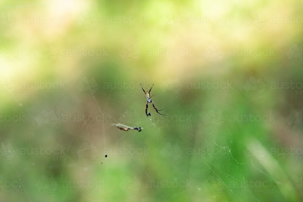 Image of Spider hanging on invisible web - Austockphoto
