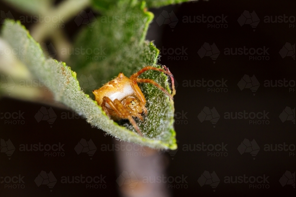 Spider hiding on leaf front on - Australian Stock Image