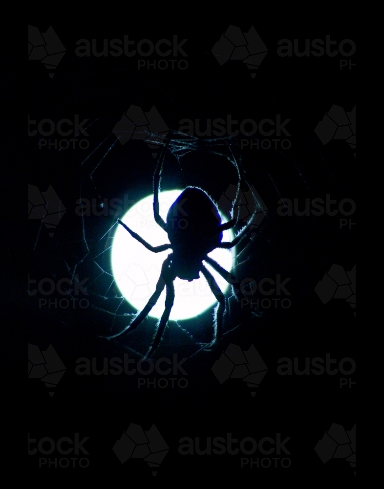 Spider in the moonlight - Australian Stock Image