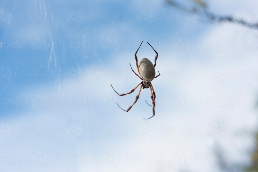 Spider on a web against the sky backdrop. - Australian Stock Image