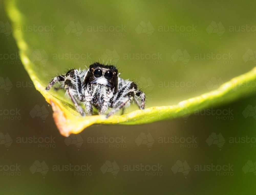 Spider on leaf facing camera - Australian Stock Image