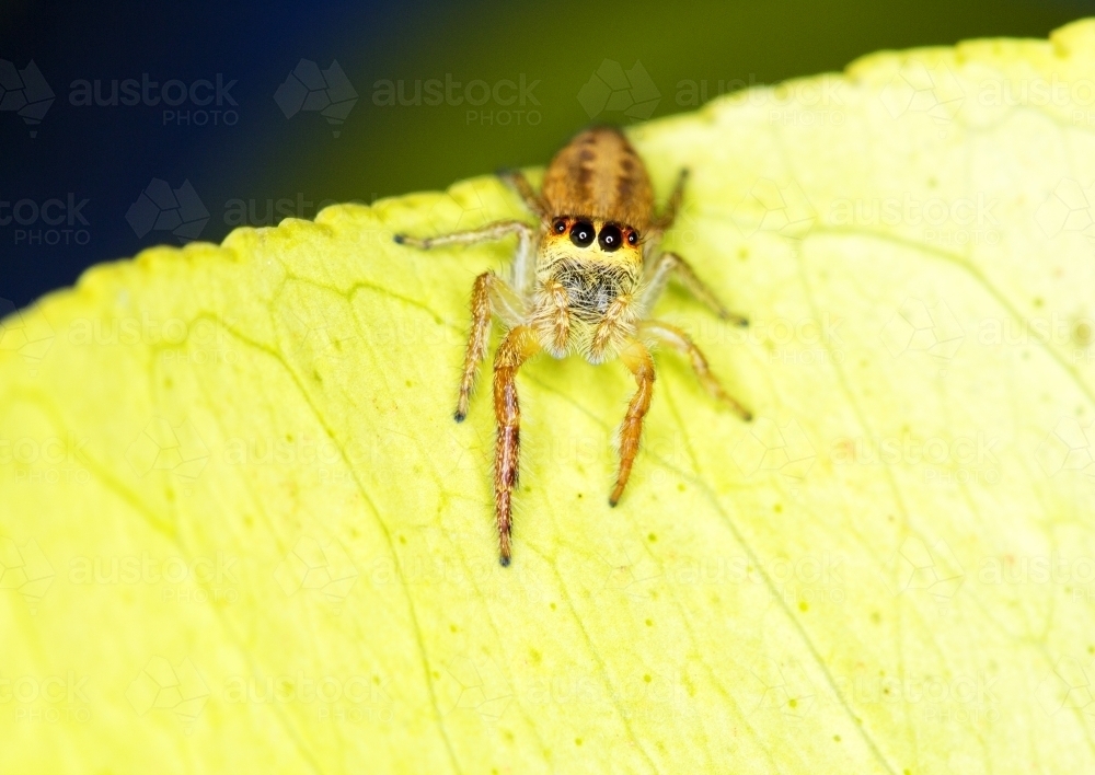 Spider on leaf looking at camera - Australian Stock Image