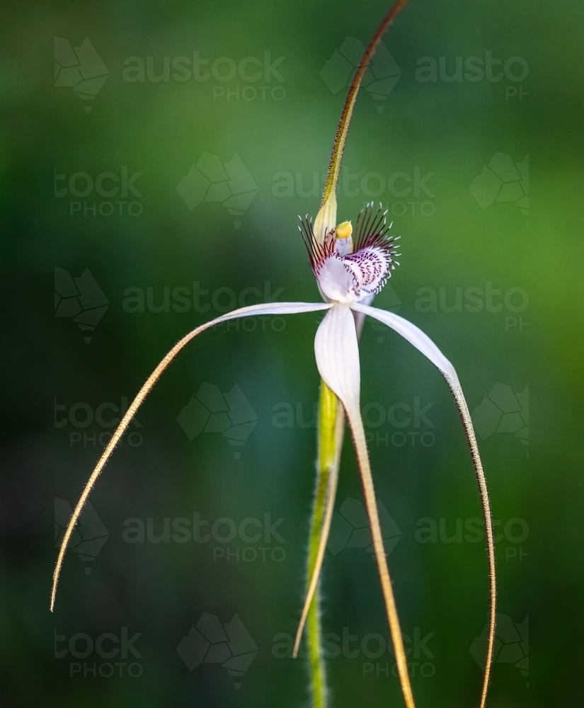 Spider Orchid - Australian Stock Image