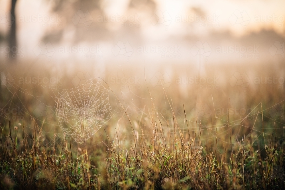 Spider web in the grass in the misty light - Australian Stock Image