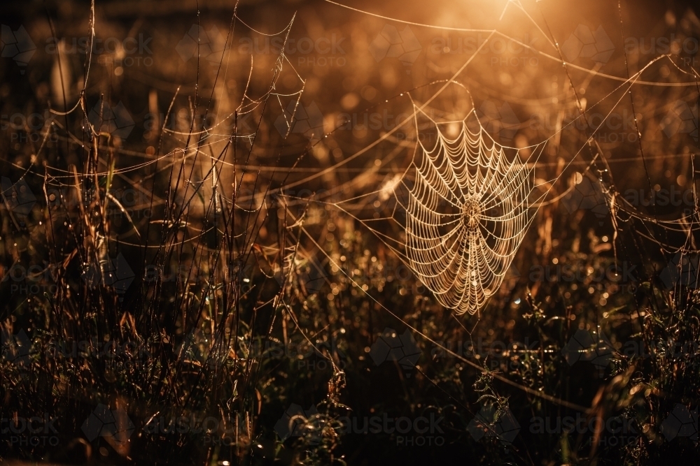 Spider web in the grass with golden light behind - Australian Stock Image