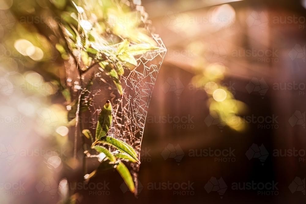 Spider web in the sun - Australian Stock Image