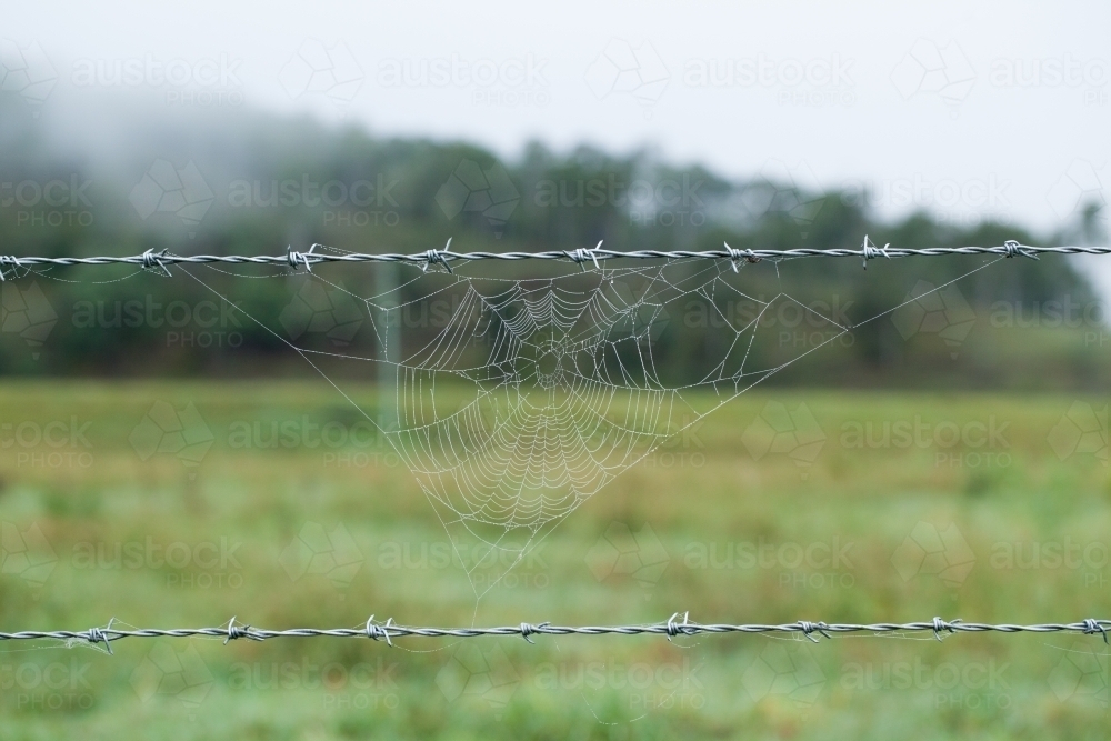Spider Web on a barbed wire fence - Australian Stock Image