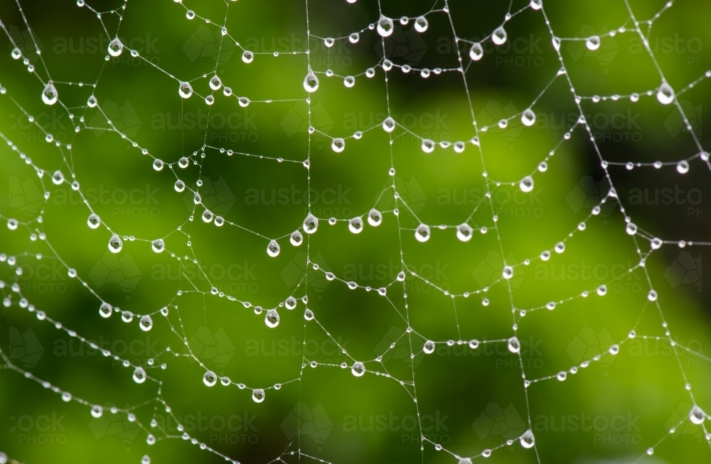 Spider web with rain drops - Australian Stock Image