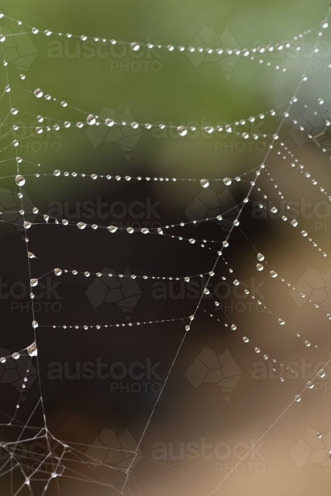 spiders web after the rain - Australian Stock Image