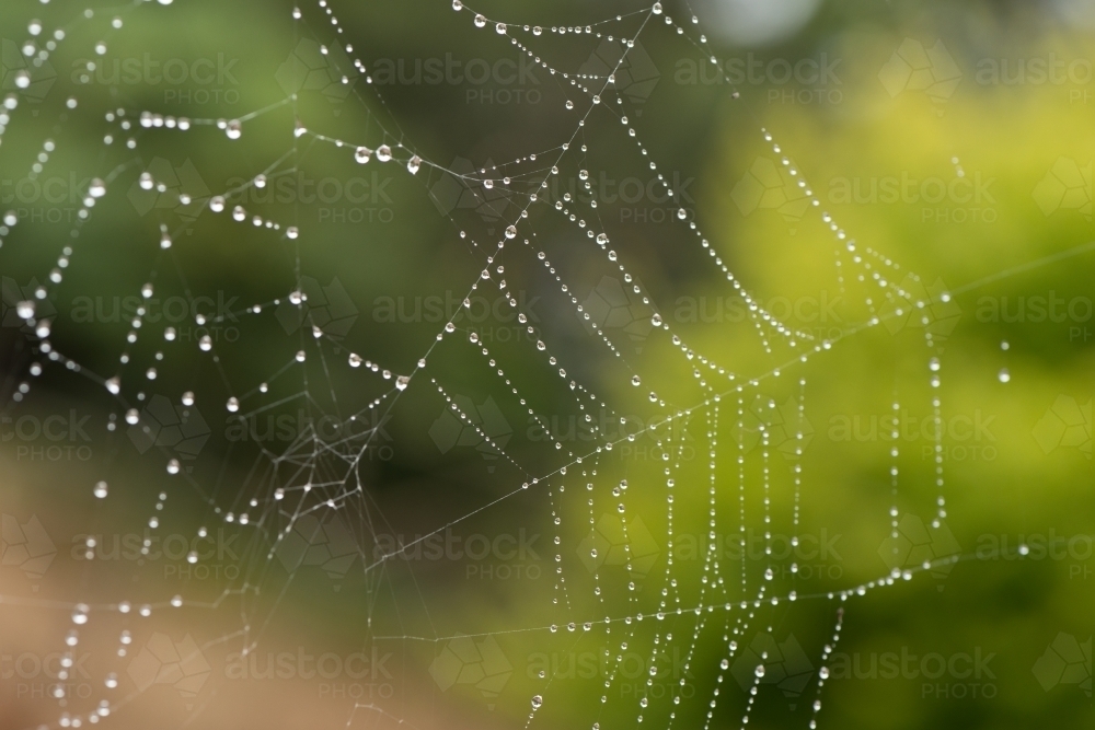 spiders web after the rain - Australian Stock Image