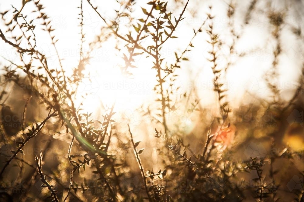 Spiky bush plant silhouetted against setting sun - Australian Stock Image