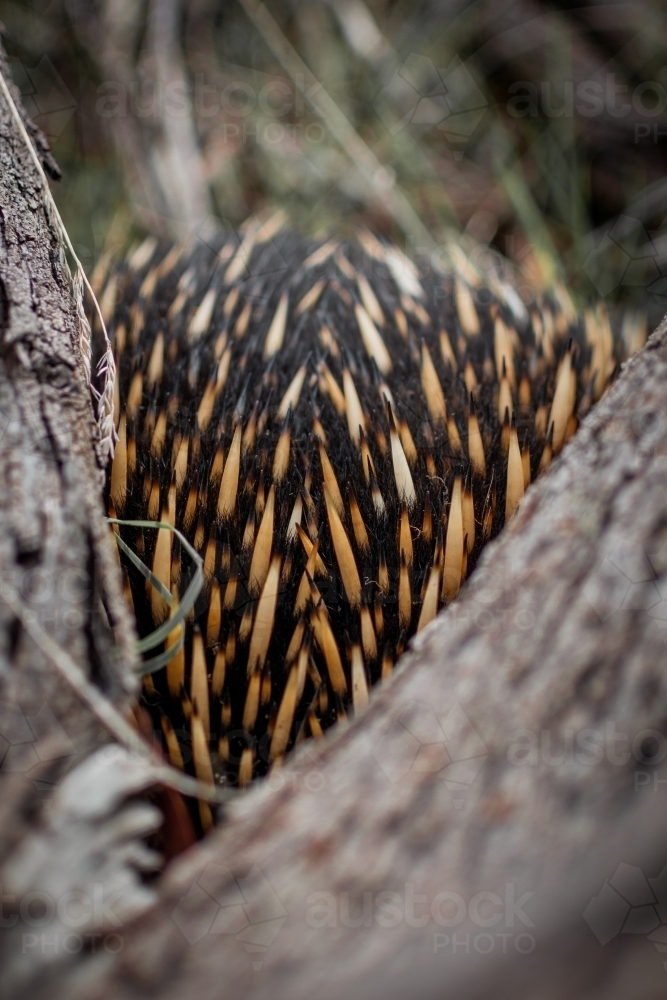 Spiky Echidna Burrowing Under a Fallen Tree - Australian Stock Image