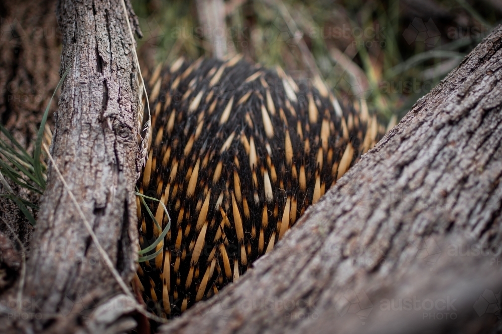 Spiky Echidna Burrowing Under a Fallen Tree - Australian Stock Image